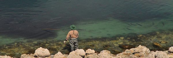 Sight fishing for cruising trout