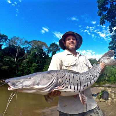 Golden Dorado Bolivia Surubi or Striped Catfish Have black markings as either vertical lines, a maze of lines, or spots on the dorsal side of the body (typically a bluish gray, or darker gray coloration)