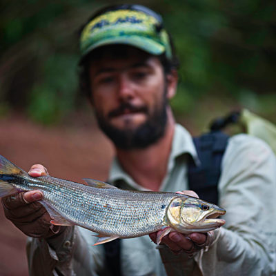 Golden Dorado Bolivia (52) Tabarana: the Silver Dorado