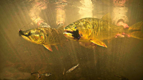 Golden Dorado Fishing in Bolivia