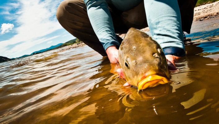 Fly Fishing for Carp