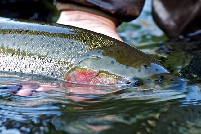 Steelhead Fishing In Idaho – Got Fishing