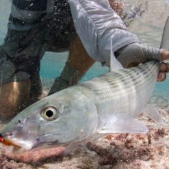 The fishing on Christmas Island is like no other saltwater destination on the planet, with nearly two dozen different species of fish to catch.