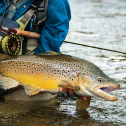 Epic fishing for big old browns in New Zealand