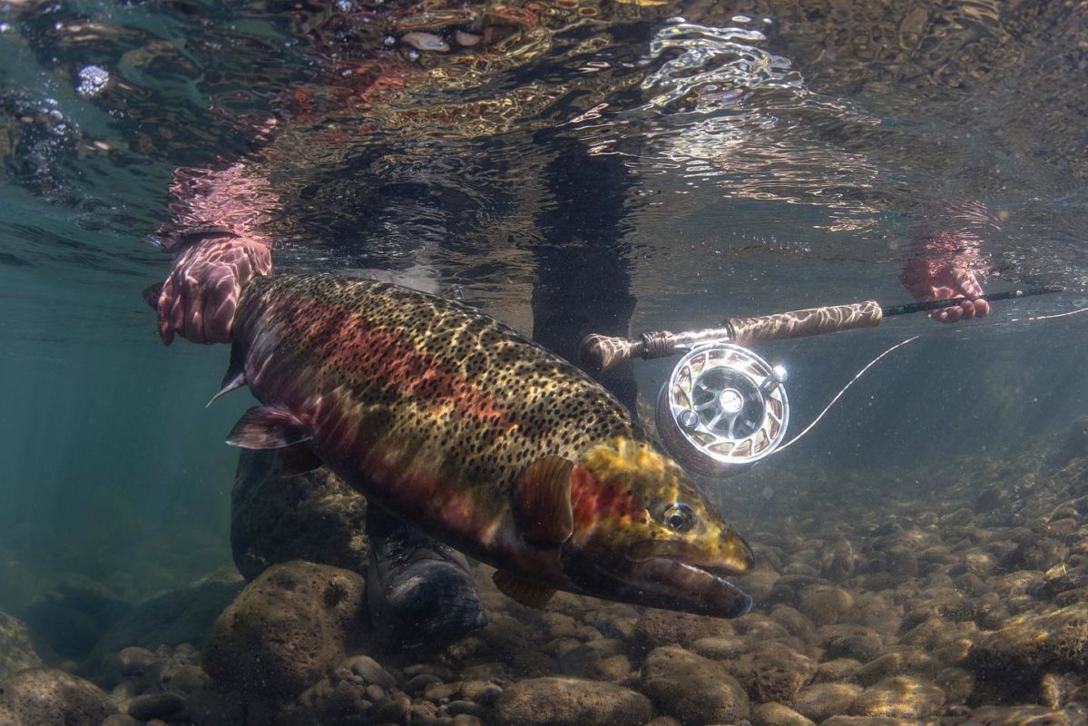 Releasing a giant rainbow