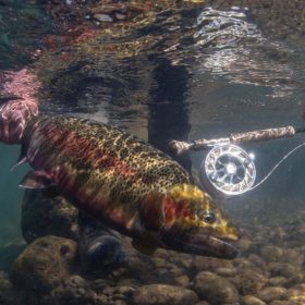 Releasing a giant rainbow