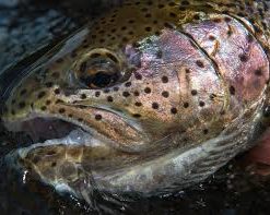 Close up of a giant Rainbow trout