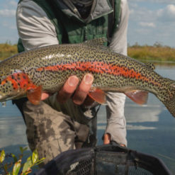 The Rainbow trout are big, and they hammer the flesh, egg, sculpin and leech patterns! You can even ‘mouse’ for them with giant dry flies that imitate mice and voles