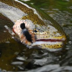 The Ozernaya has every single ingredient to grow slab-sized rainbows – Lots of insects, huge salmon runs, mice, and tons of sculpins. It’s also easy to wade and gin clear. Much of the time you’ll be sight casting to big fish.