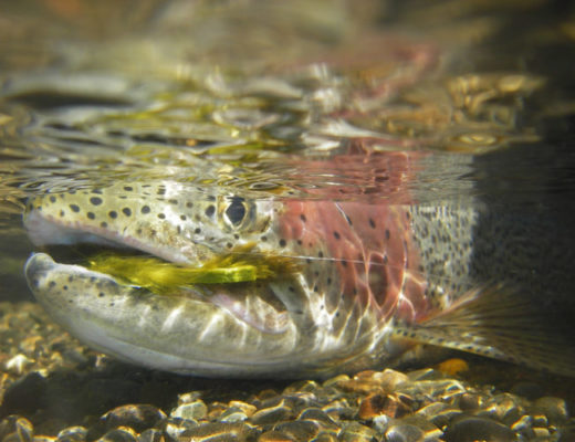 Trout & Salmon Archives - On The Water