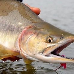Humpy Salmon are the smallest of the five species of pacific salmon, mostly falling in the 3-7 lb range.