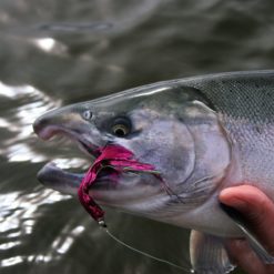 The Coho Salmon runs have increased in numbers and consistency each year and have become a major attraction for both fly and spin fishermen on the Alagnak River.