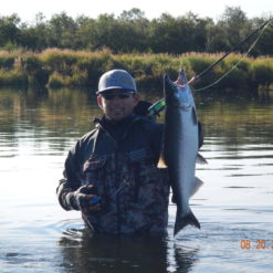 Coho Salmon on the Alagnak River are among the largest in Bristol Bay and Alaska and commonly fall in the 8 to 12 pound range, but larger fish up to 18 pounds are caught each year.