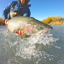 To put serious numbers of fish in the net, nymph rigs are again the preferred method.