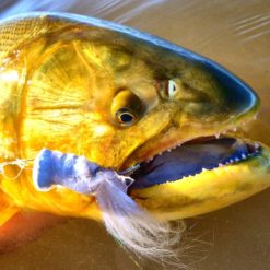 Fly fishing for golden dorado on the Paraná River, Argentina