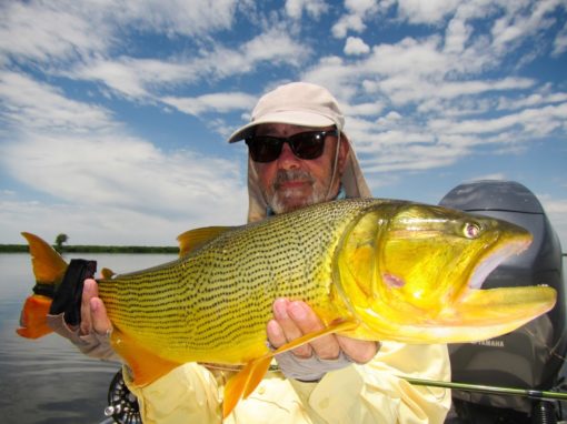 Golden Dorado are extraordinary hunters. They are always in search of an easy prey that happens to go by their holding spot (even a smaller Dorado!). They like moving water, and most times stalk close to river structure.