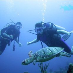 Scuba diving with turtles