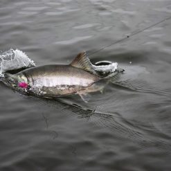 The annual run is about 1 million. They seem to be everywhere in the month they are at the peak of their run.