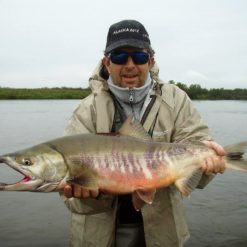 These Silverbright Salmon do spawn in the lower sections of the Alagnak River and their stripes become more pronounced and colorful as their bodies ripen for spawning.