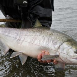 Chum Salmon are pound for pound the strongest of the five species of salmon and are also very aggressive.
