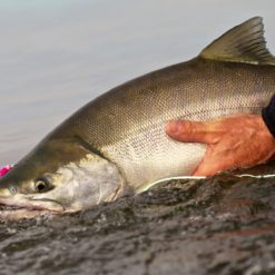 When the Tiger Salmon is caught fresh from the ocean and processed quickly, the mild taste and flaky texture make it a great eating fish.