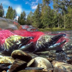 Sockeye Salmon run on the Kenai River