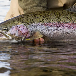 They are pound for pound the best fighting sport fish in the world. If you want to catch a true trophy rainbow at any time.