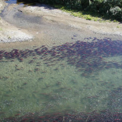 Millions of sockeye pass right in front of our luxury Alaskan fishing lodge each summer.