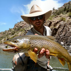 The main prize on the “Gunny” are the trophy rainbows that can measure over 20”, and this amazing stretch of river also has a healthy brown trout population.