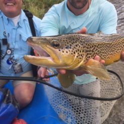 If fishing to large rainbow and brown trout with a size 2 dry fly sounds fun to you this is the time and place to do it!