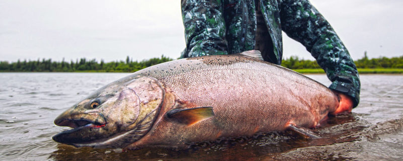Nushagak River King Salmon Fishing