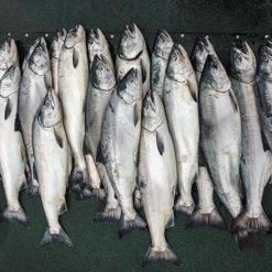 Bring home boxes of fresh salmon.