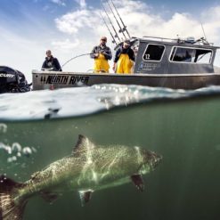 Underwater photo of a salmon