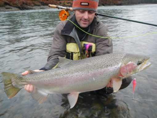 A giant steelhead