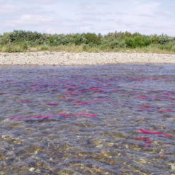 Sockeye are silver and sleek when they enter the river but evolve to bright red bodies and green heads as they approach their spawning grounds in the upper reaches of our watershed.