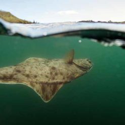 Halibut fishing in Alaska
