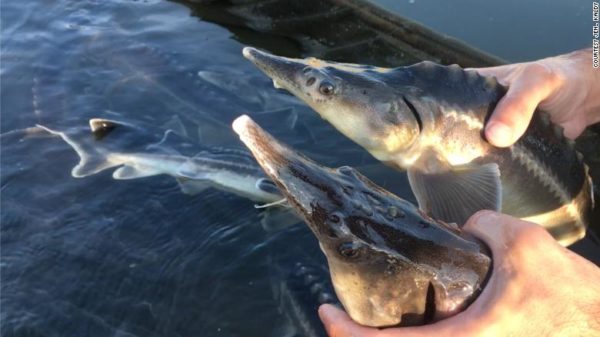 Sturddlefish - Part sturgeon, part paddlefish, all accident.